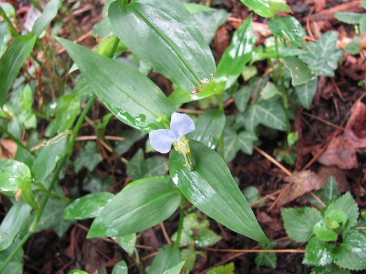 Commelina communis